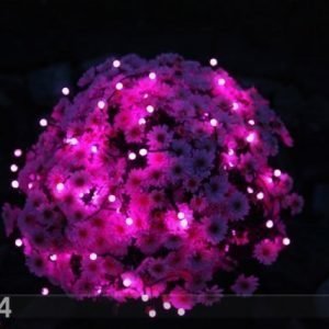 Star Trading Värikkäät Valot Party 80 Led